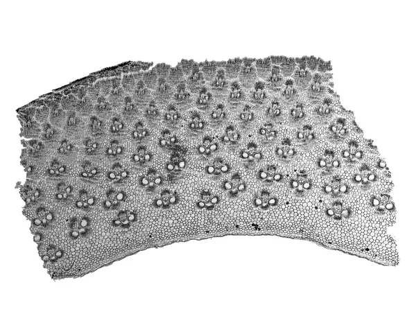 Чорно-білий бамбуковий стовбуровий мікрограф — стокове фото
