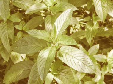 Retro görünümlü nane resim