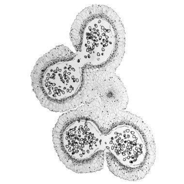 Black and white Lily anther micrograph