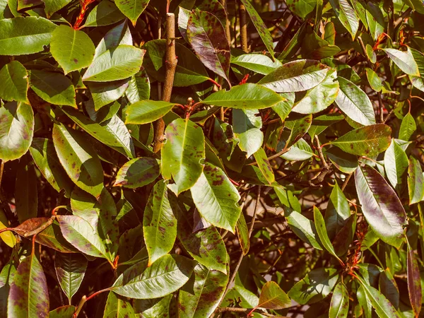 Retro look Green foliage — Stock Photo, Image