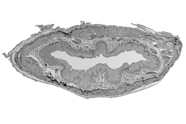 Black and white Epithelium micrograph — 图库照片