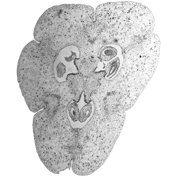 Micrografo ovarico Lily bianco e nero — Foto Stock
