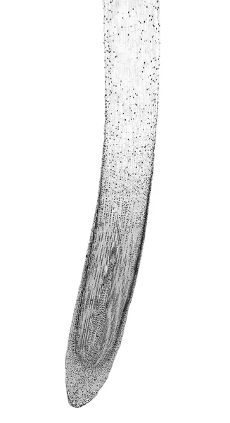 Чорно-білі клітини мітозний мікрограф — стокове фото