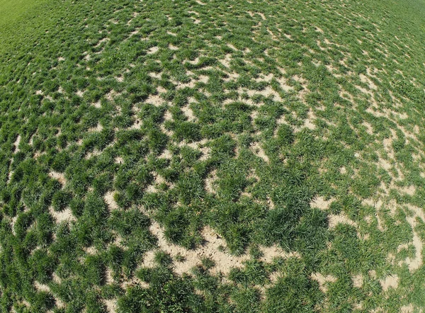 Trawa tło łąka — Zdjęcie stockowe