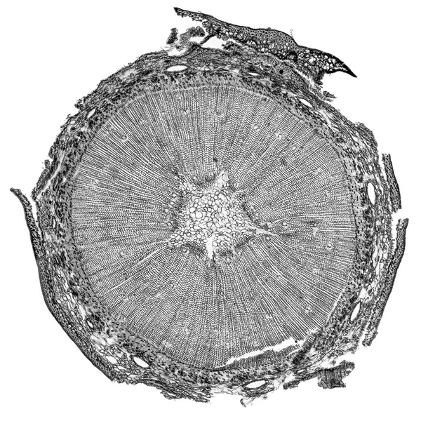 Micrografia de madeira de pinheiro preto e branco — Fotografia de Stock