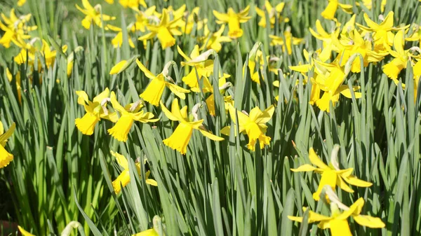 Nergis sarı çiçek namı diğer Narcissus arka plan olarak kullanışlı