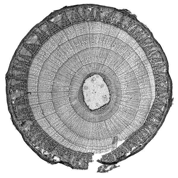 Чорно-білий стовбуровий мікрограф Тілії — стокове фото