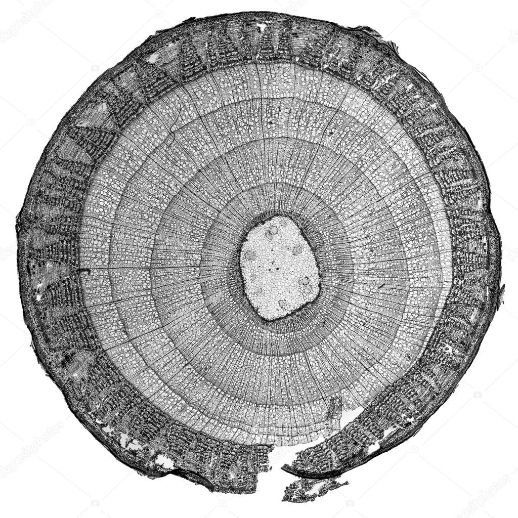 claudiodivizia