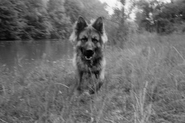 Alman çoban köpeği gölün kenarındaki otların arasında duruyor.