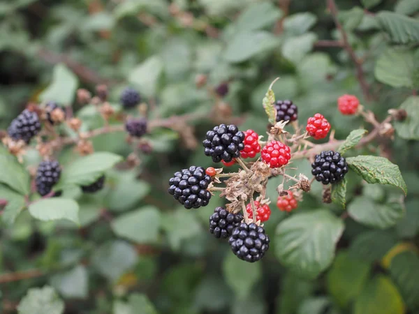 Blackberry fruits  vegetarian food — Stock Photo, Image