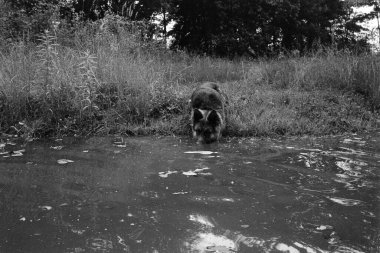 Alman çoban köpeği gölden su içiyor.