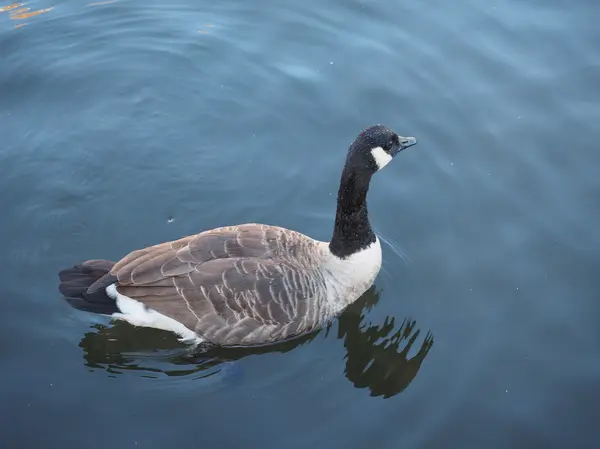 Goose bird — Stock Photo, Image