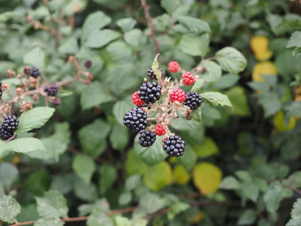 Fruits de mûres — Photo