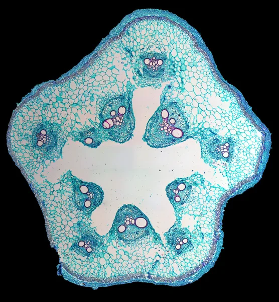 Micrografia de haste de cucurbita — Fotografia de Stock