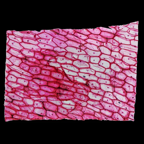 Onion epidermus micrograph — Stock Photo, Image