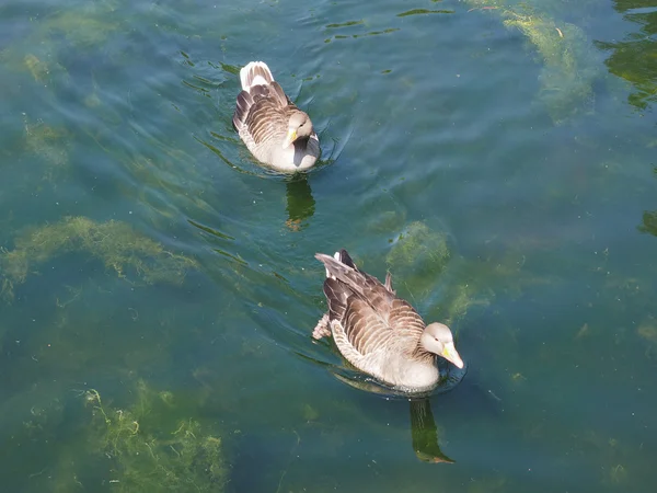 Duck bird — Stock Photo, Image