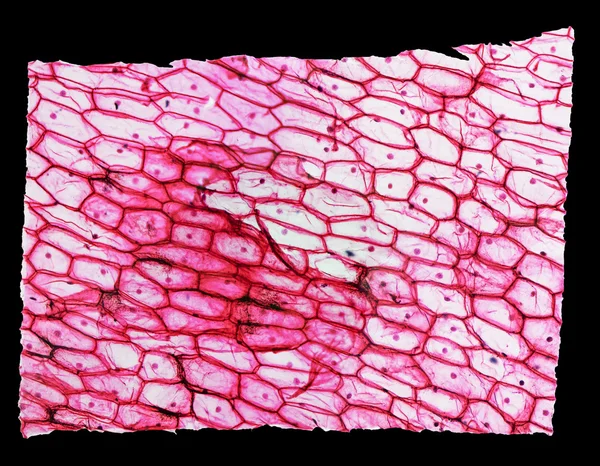 Micrografia de epidermo de cebola — Fotografia de Stock