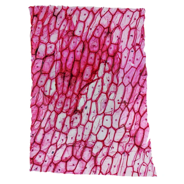 Onion epidermus micrograph — Stock Photo, Image