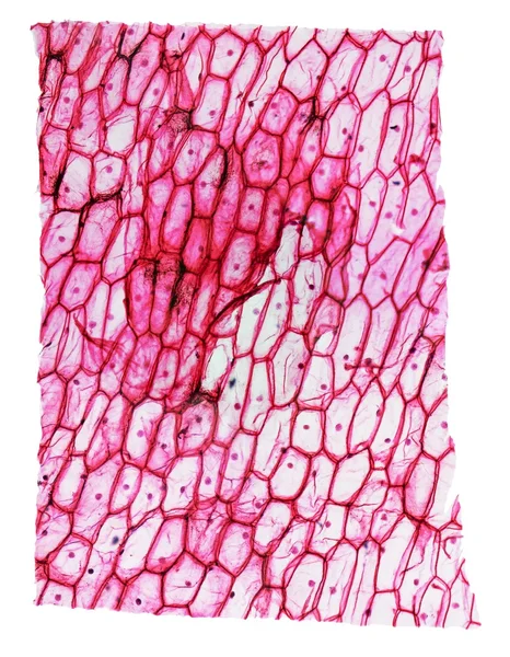 Micrografia de epidermo de cebola — Fotografia de Stock