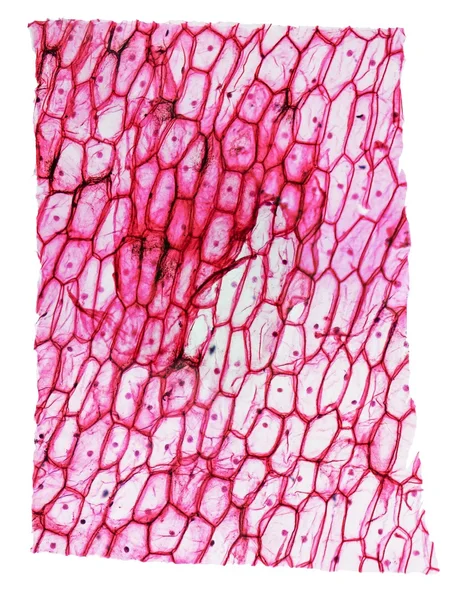 Micrógrafo epidermus de cebolla —  Fotos de Stock