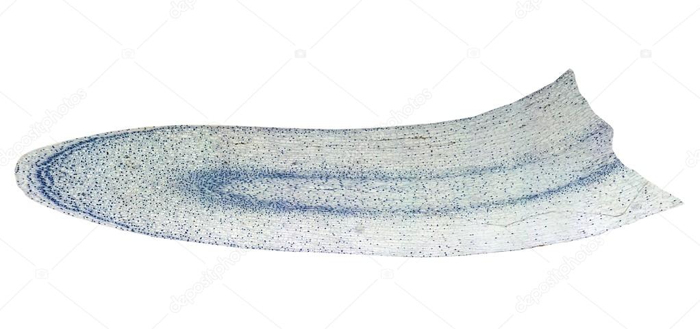 Corn root tip micrograph