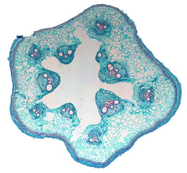 Cucurbita stem micrograph clipart