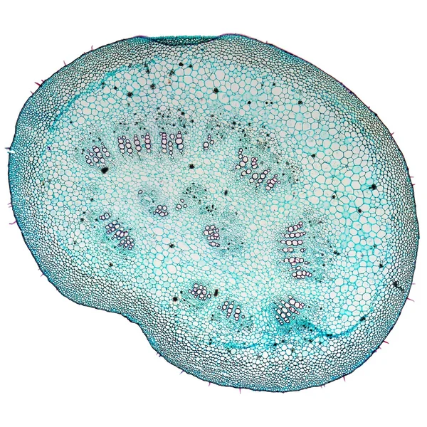 Mulberry micrographen bild — Stockfoto