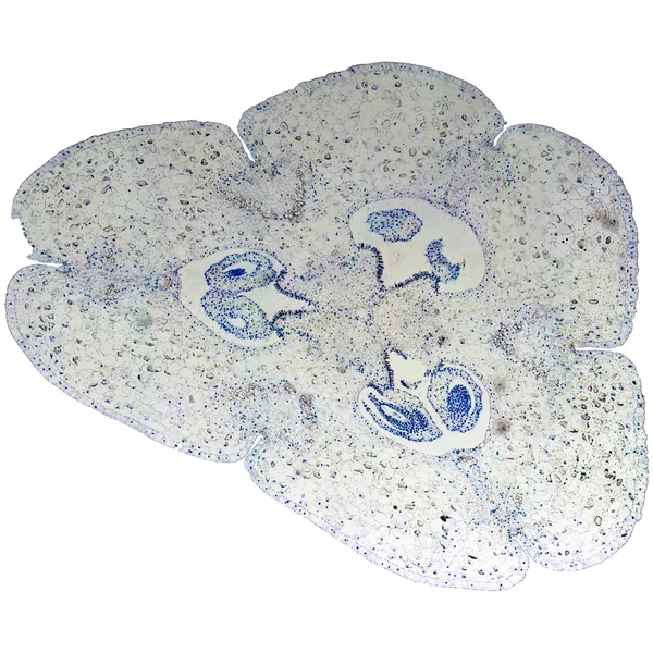 Lily ovary micrograph — Stock Photo, Image