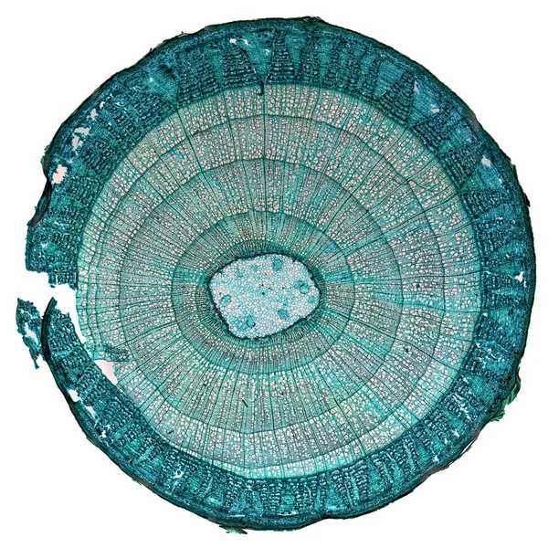 Tilia macierzystych Mikrogram — Zdjęcie stockowe