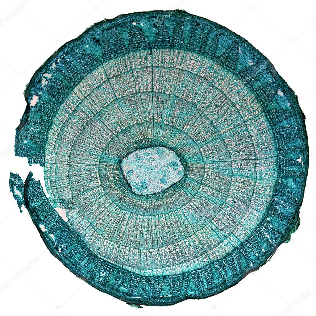 Tilia stem micrograph