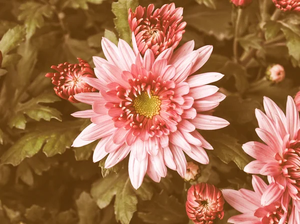 Retro looking Chrysanthemum picture — Stock Photo, Image