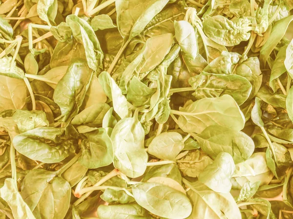 Ретро глядя шпинат листья — стоковое фото