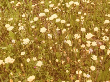 Çiçek görünümlü retro