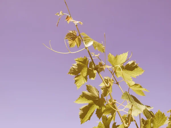 Retro looking Grapevine vitis — Stock Photo, Image