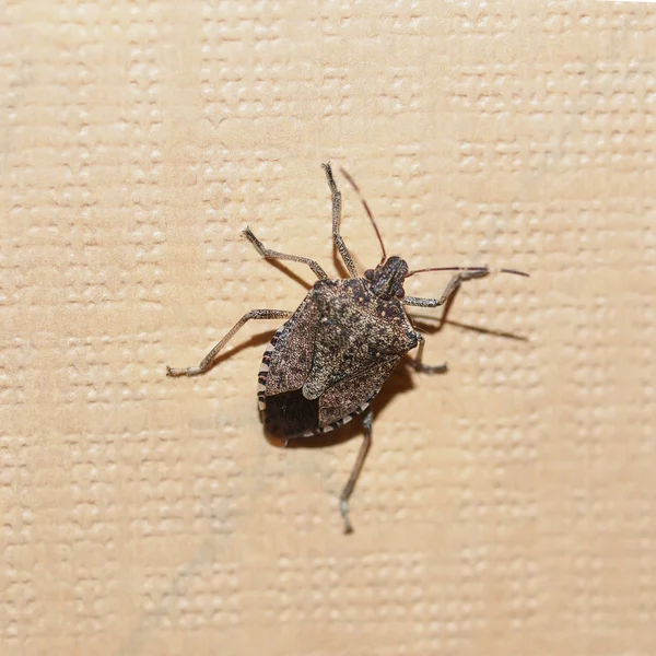 Green shield bug insect — Stock Photo, Image