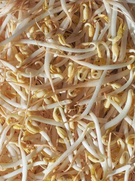 Mung bean sprouts vegetables — Stock Photo, Image