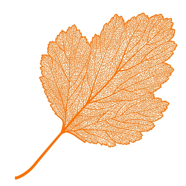 手動で描かれた葉のスケルトン — ストックベクタ