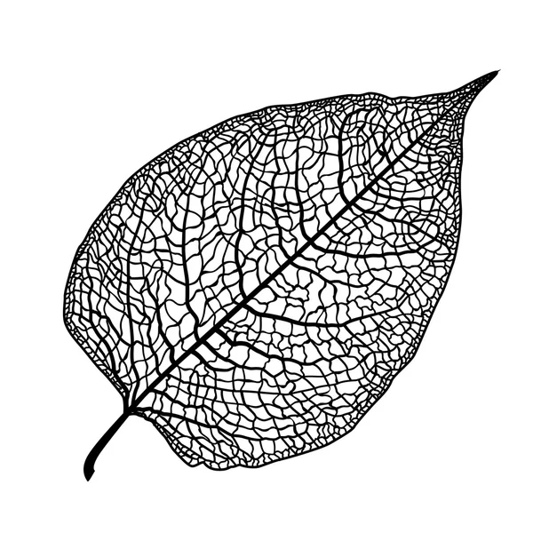 Esqueleto de hoja dibujado manualmente — Vector de stock