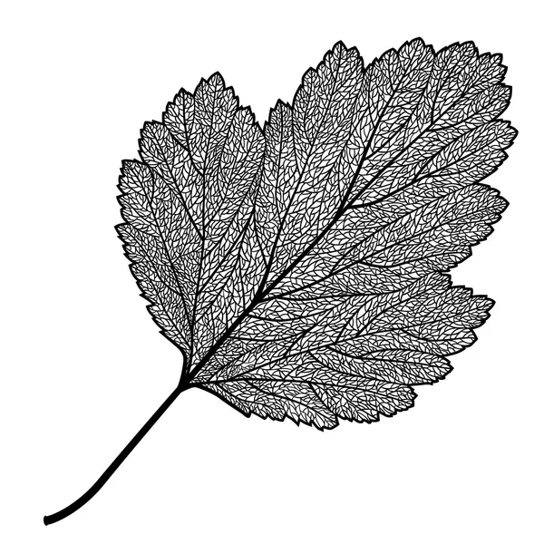 Esqueleto de hoja dibujado manualmente — Vector de stock