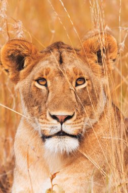Female lion portrait clipart