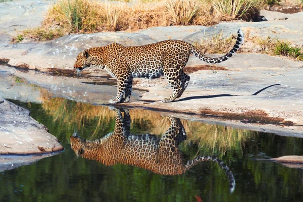 Leopardo femenino en Masai Mara —  Fotos de Stock