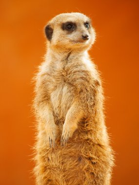 Etrafa meerkat