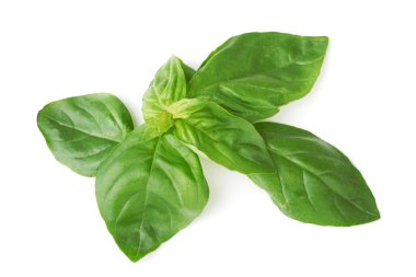 Beyaz yeşil taze fesleğen