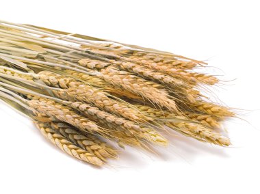 Sarı buğday kulakları