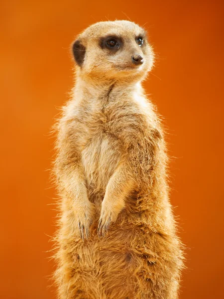 Meerkat looking around — Stock Photo, Image