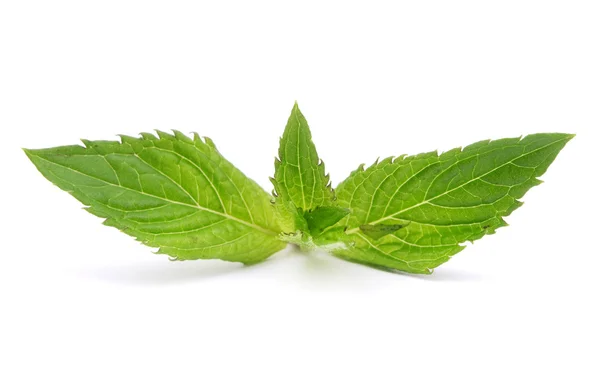 Daun mint segar — Stok Foto