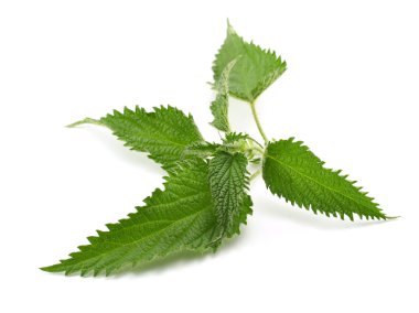 Yeşil Beyaz ısırgan