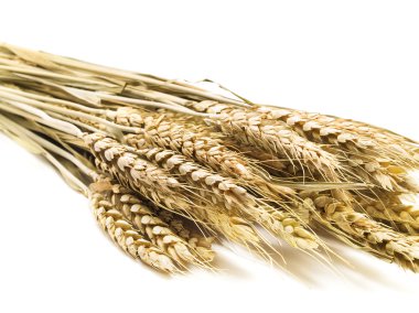 Sarı buğday kulakları