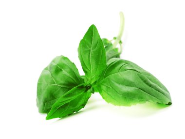 Taze yeşil fesleğen