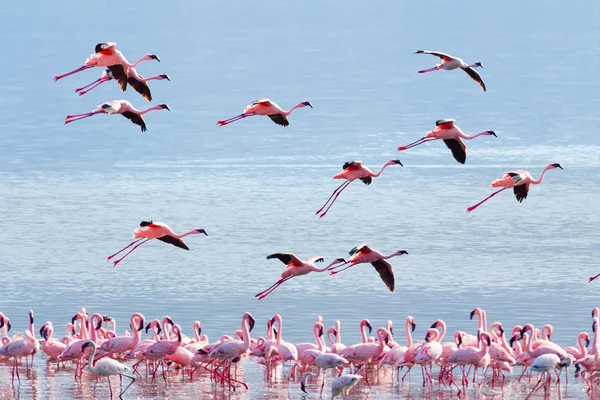 Roze flamingo's vliegen — Stockfoto